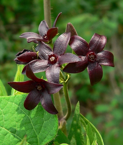 {Matelea carolinensis}
